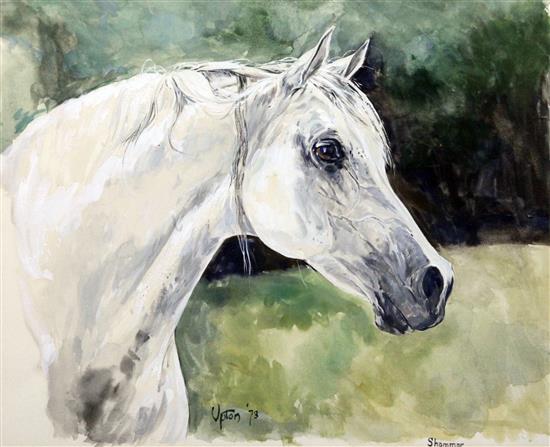 Peter Upton (1937-) Portrait of the Arab stallion Shammar, 11 x 13.5in.